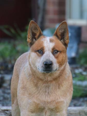 Australian Cattle Dog for sale by MATHILDAPARK