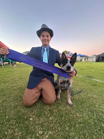 Australian Cattle Dog for sale by MATHILDAPARK