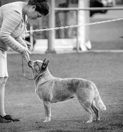 Australian Cattle Dog for sale by MATHILDAPARK