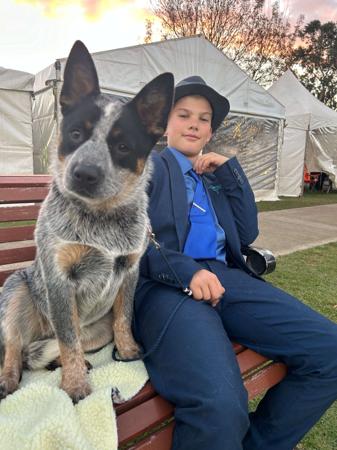 Australian Cattle Dog for sale by MATHILDAPARK