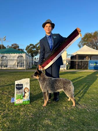 Australian Cattle Dog for sale by MATHILDAPARK