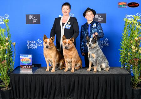 Australian Cattle Dog for sale by MATHILDAPARK