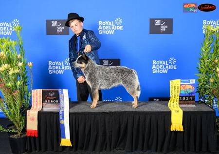 Australian Cattle Dog for sale by MATHILDAPARK