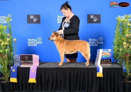 Australian Cattle Dog for sale by MATHILDAPARK