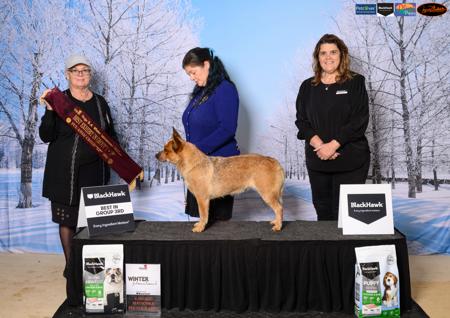 Australian Cattle Dog for sale by MATHILDAPARK