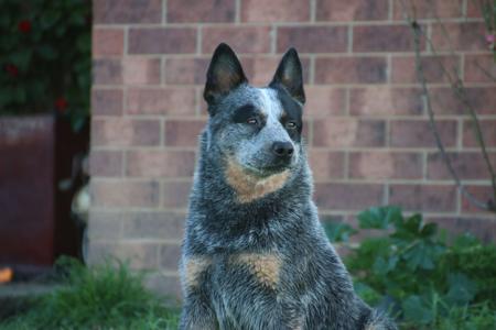 Australian Cattle Dog for sale by MATHILDAPARK