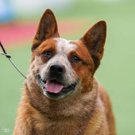 Australian Cattle Dog for sale by MATHILDAPARK
