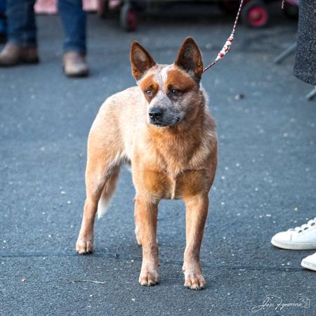 Australian Cattle Dog for sale by MATHILDAPARK