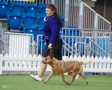 Australian Cattle Dog for sale by MATHILDAPARK