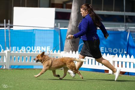 Australian Cattle Dog for sale by MATHILDAPARK