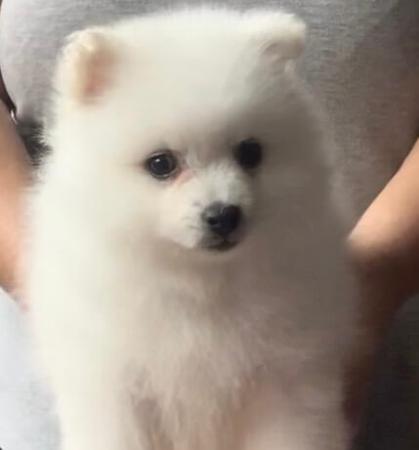 Japanese Spitz puppy for sale by MATHILDAPARK