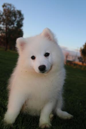 Japanese Spitz puppy for sale by MATHILDAPARK