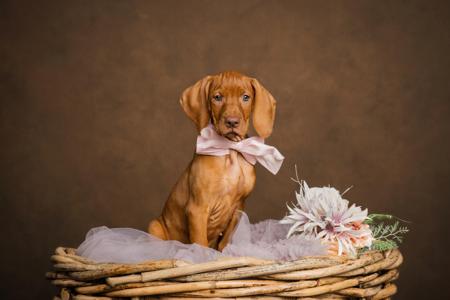 Hungarian Vizsla puppy for sale by ALISONCOX