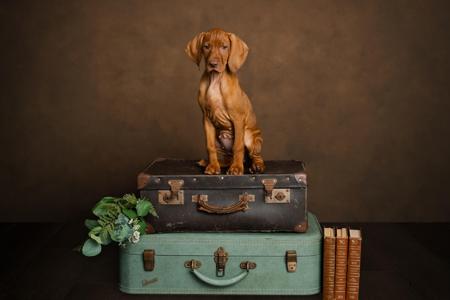 Hungarian Vizsla for sale by ALISONCOX