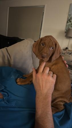 Hungarian Vizsla for sale by SEZURA