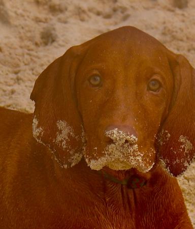 Hungarian Vizsla for sale by SEZURA