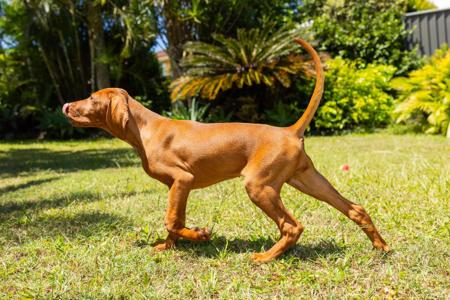 Hungarian Vizsla for sale by SEZURA