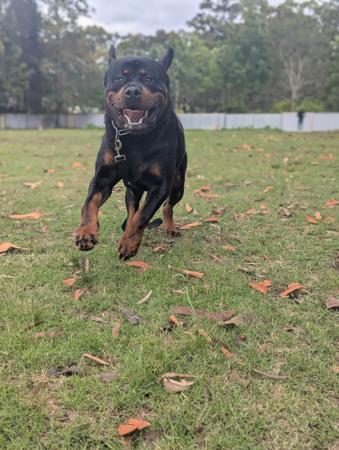 Rottweiler puppy for sale by FORTHELOVEOF