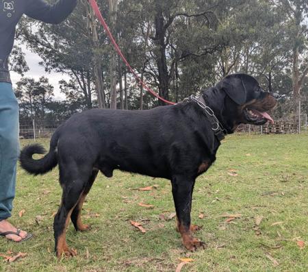 Rottweiler puppy for sale by FORTHELOVEOF