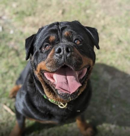 Rottweiler puppy for sale by FORTHELOVEOF
