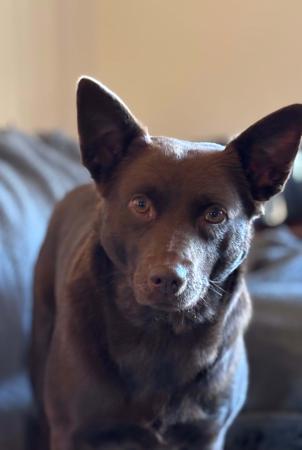 Australian Kelpie dog for sale by MYSTAR