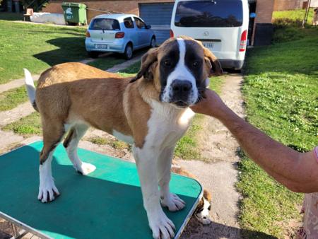 St Bernard puppy for sale by HEILIGER