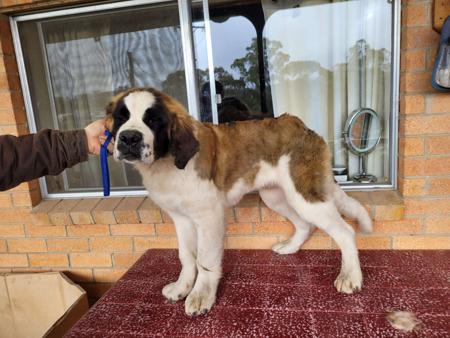 St Bernard puppy for sale by HEILIGER