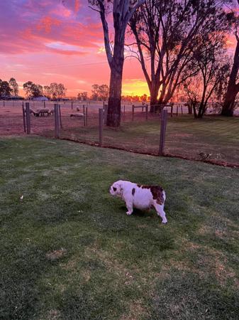 British Bulldog for sale by DEVOTEDBULLS