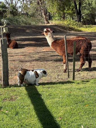 British Bulldog for sale by DEVOTEDBULLS