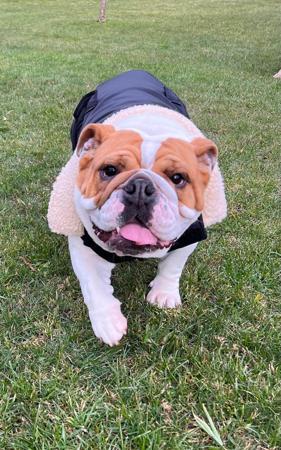 British Bulldog for sale by DEVOTEDBULLS