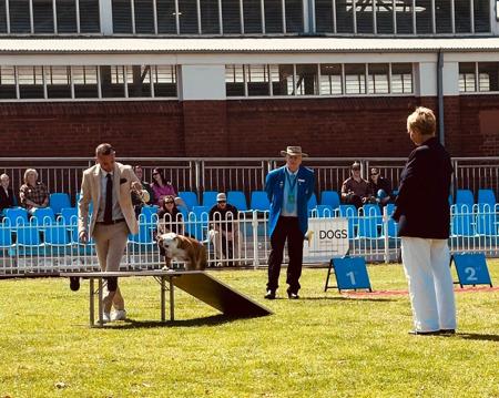 British Bulldog for sale by DEVOTEDBULLS