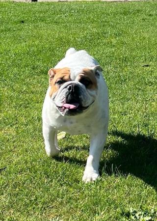 British Bulldog for sale by DEVOTEDBULLS