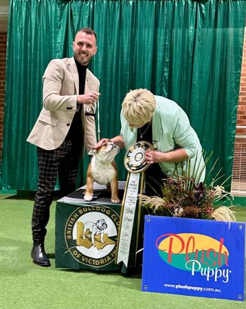 British Bulldog for sale by DEVOTEDBULLS