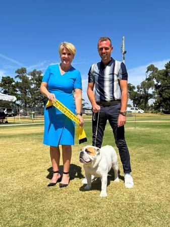 British Bulldog for sale by DEVOTEDBULLS