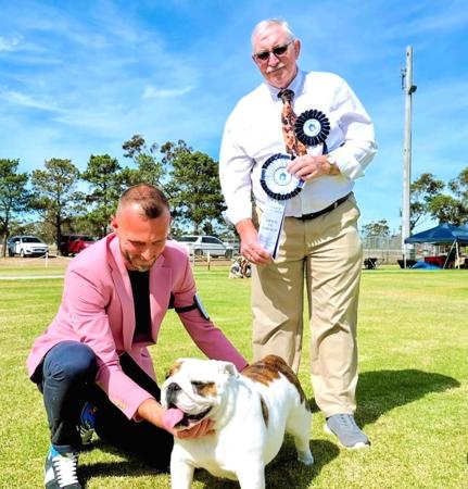 British Bulldog for sale by DEVOTEDBULLS