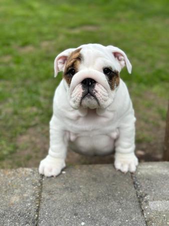British Bulldog for sale by DEVOTEDBULLS