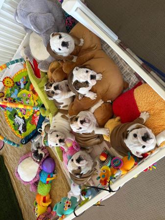 British Bulldog for sale by DEVOTEDBULLS