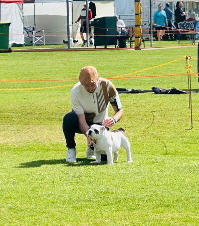 British Bulldog for sale by DEVOTEDBULLS