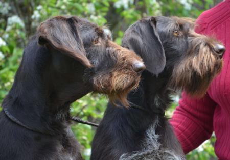 German Wirehaired Pointer for sale by POINTHAAR