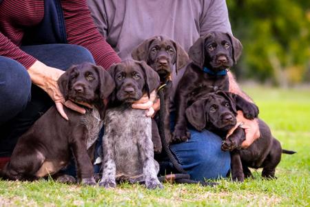 German Wirehaired Pointer for sale by POINTHAAR