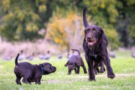 German Wirehaired Pointer for sale by POINTHAAR