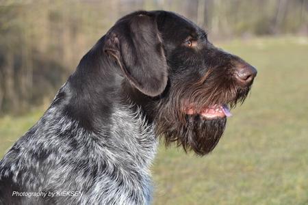 German Wirehaired Pointer for sale by POINTHAAR