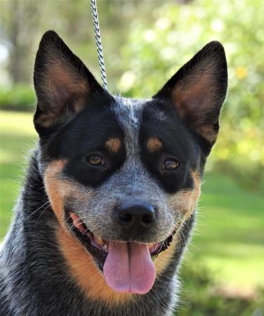 Australian Cattle Dog for sale by AVONPARK1