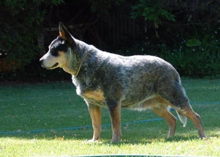 Australian Cattle Dog for sale by AVONPARK