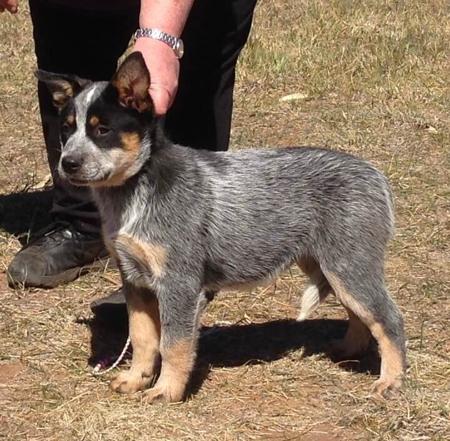 Australian Cattle Dog for sale by AVONPARK