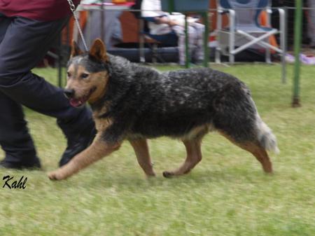 Australian Cattle Dog for sale by AVONPARK