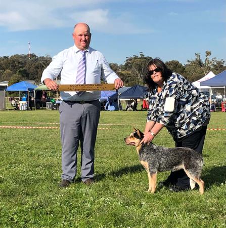 Australian Cattle Dog for sale by AVONPARK