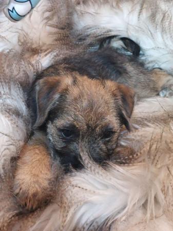 Border Terrier puppy for sale by DUNAME