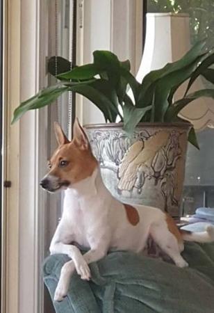 Tenterfield Terrier for sale by TENTELLA