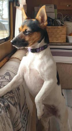 Tenterfield Terrier for sale by TENTELLA